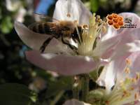 poznaj pszczoy wieczka woskowa pszczoa miodna spotkanie z pszczelarzem