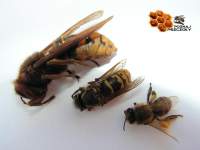 poznaj pszczoy wieczka woskowa pszczoa miodna spotkanie z pszczelarzem