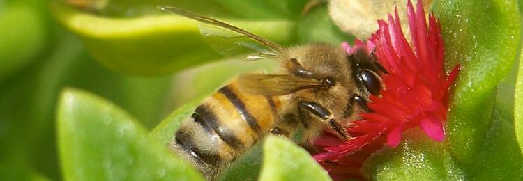 pszczoa zbiera nektar, czerwony kwiatek