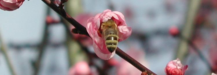 pszczoa, rowy kwiat