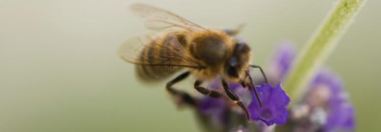 pszczoła zbiera nektar z kwiatka, pszczoła miodna