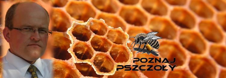 andrzej o��g, pszczo�a, plaster modu, poznaj pszczo�y