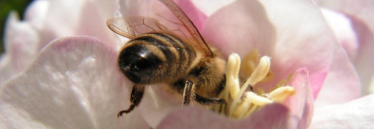 pszczoa miodna zbiera nektar z kwiatw