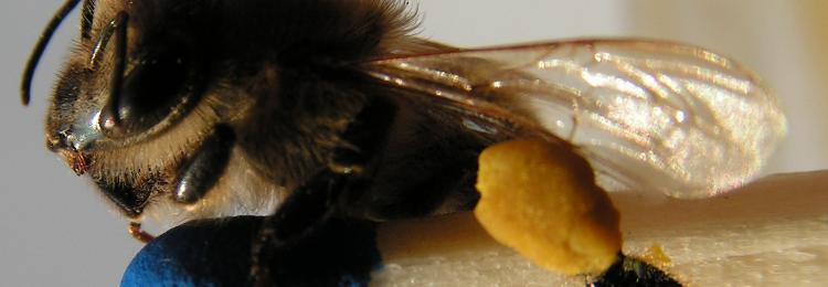 pszczoa miodna na zapace