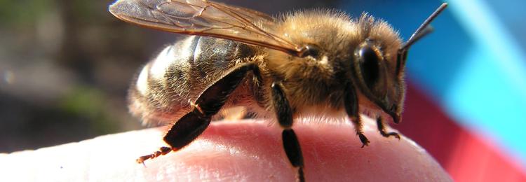 pszczoa miodna