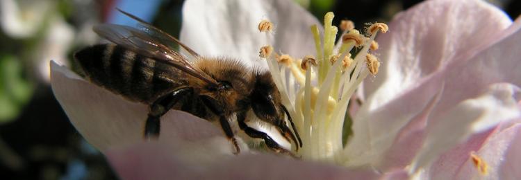 pszczoa miodna na kwiatkach zbiera nektar