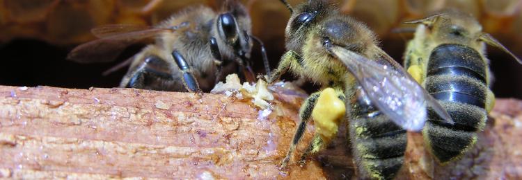 pszczoa miodna z nektarem wejcie do ula, pszczoy miodne